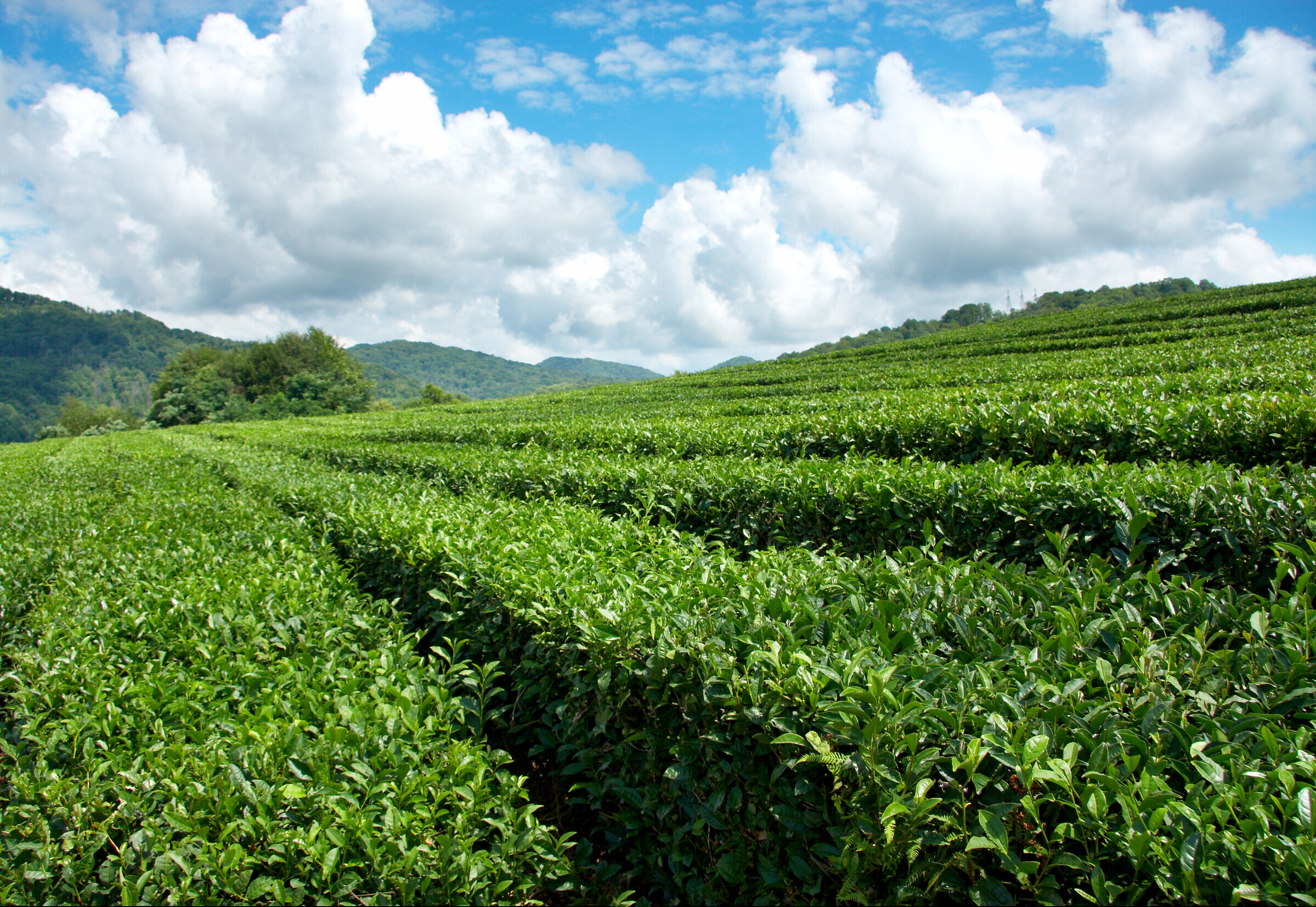 Чайная фабрика на Мацесте плантации